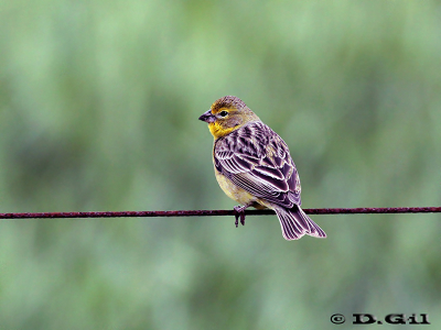 MISTO (Sicalis luteola) - Campo en Progreso-CANELONES (Noviembre 2010)